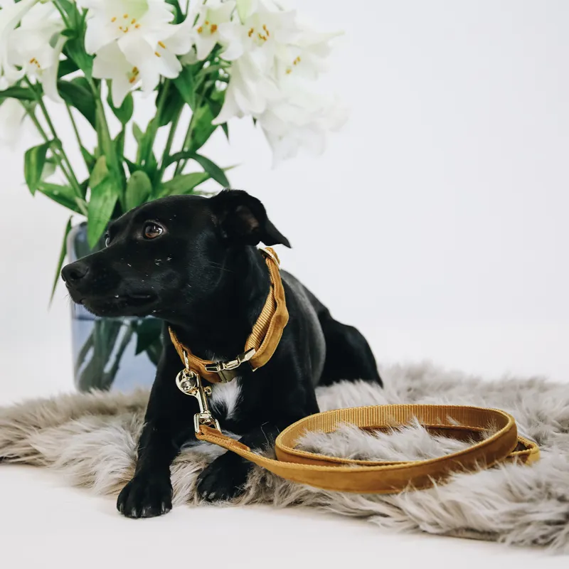 Kentucky Velvet Dog Lead - Mustard