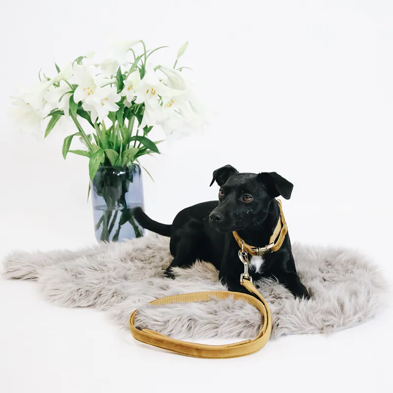 Kentucky Velvet Dog Lead - Mustard-2