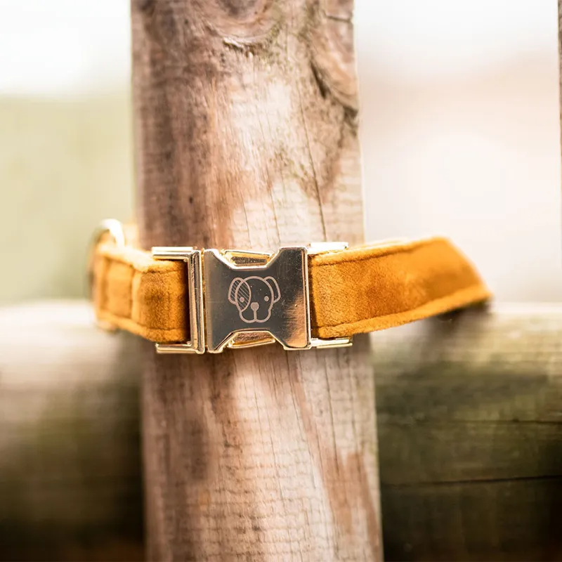 Kentucky Velvet Dog Collar - Mustard-4