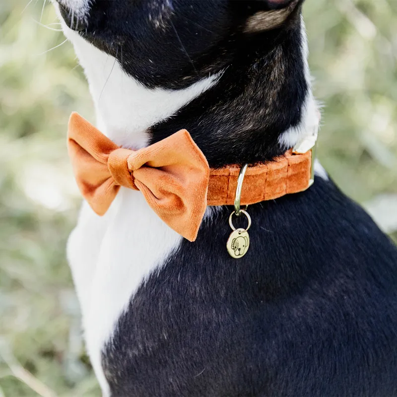 Kentucky Velvet Dog Bow Tie - Orange-5