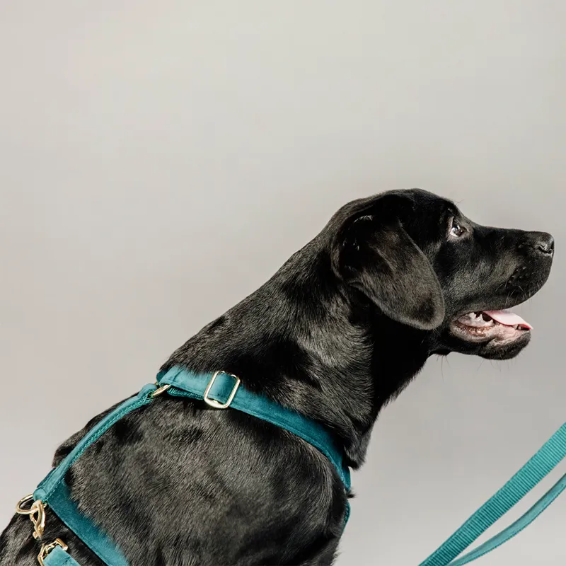 Kentucky Velvet Loop Dog Harness - Emerald-2