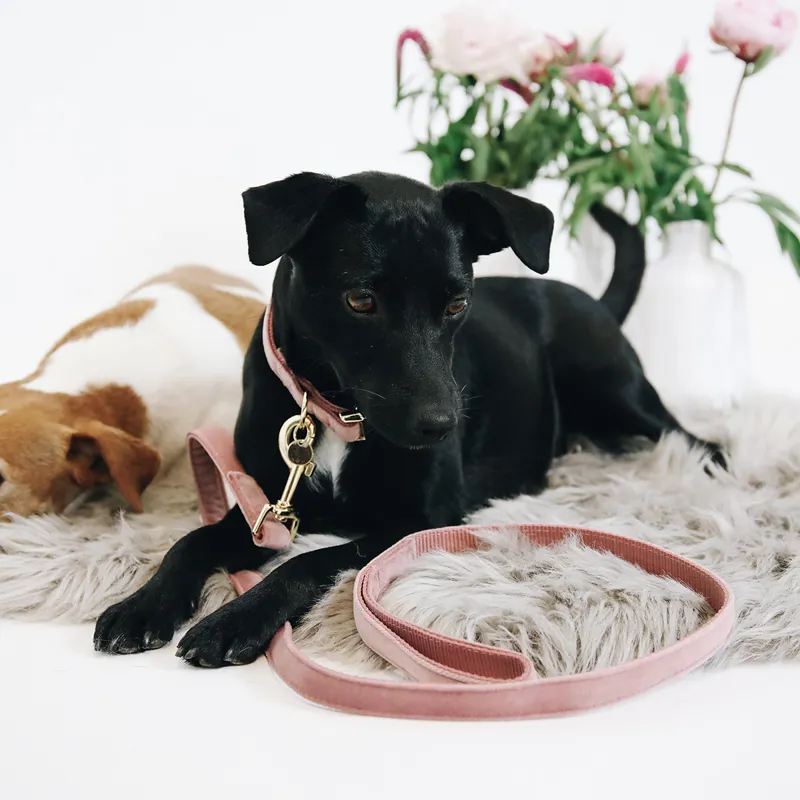 Kentucky Velvet Dog Lead - Old Rose-4