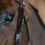Dy'on Fancy Leather Bridle Blinkers - Brown