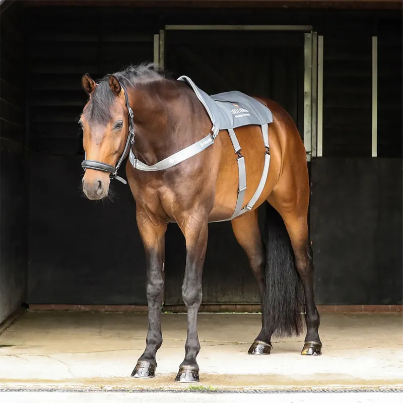 Equilibrium Massage Back Pad - Standard - TRIAL-5