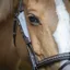 Penelope Leprevost Australian Bridle Blinkers - Havana