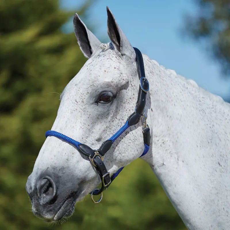 Kincade Leather Rope Headcollar - Blue
