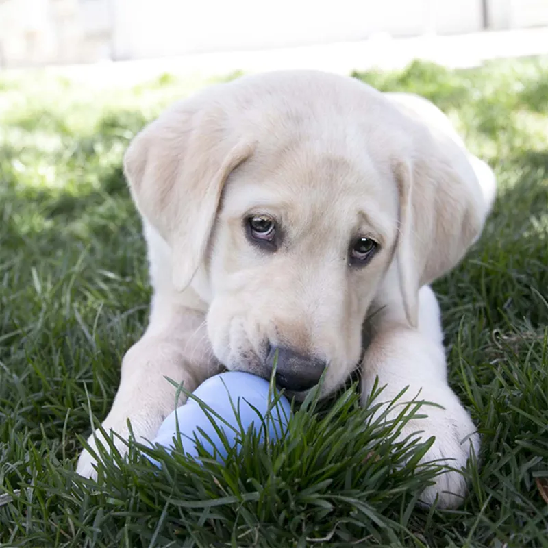 KONG Puppy-2