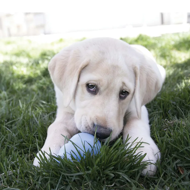 KONG Snacks Puppy-3