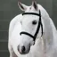 LeMieux Arika Classique Cavesson Bridle - Black/Silver
