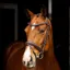 LeMieux Arika Anatomic Dressage Bridle - Brown/Silver