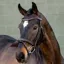 LeMieux Arika Anatomic Flash Bridle - Brown/Silver