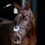 LeMieux Arika Anatomic Grackle Bridle - Havana/Silver