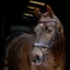 LeMieux Arika Anatomic Split Noseband Bridle - Brown/Silver