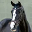 LeMieux Kudos Sport Bridle - Havana/Brass