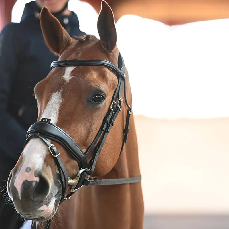 Antares Precision Large Crank Noseband Anatomic Bridle - Black-2