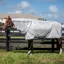 Amigo XL Bug Rug Plus Detach-A-Neck Fly Rug - Silver/Titanium Grey