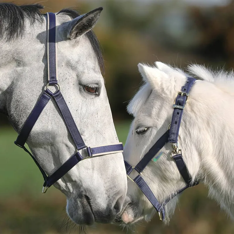 Bucas Dublin Foal Headcollar - Navy/Navy-1