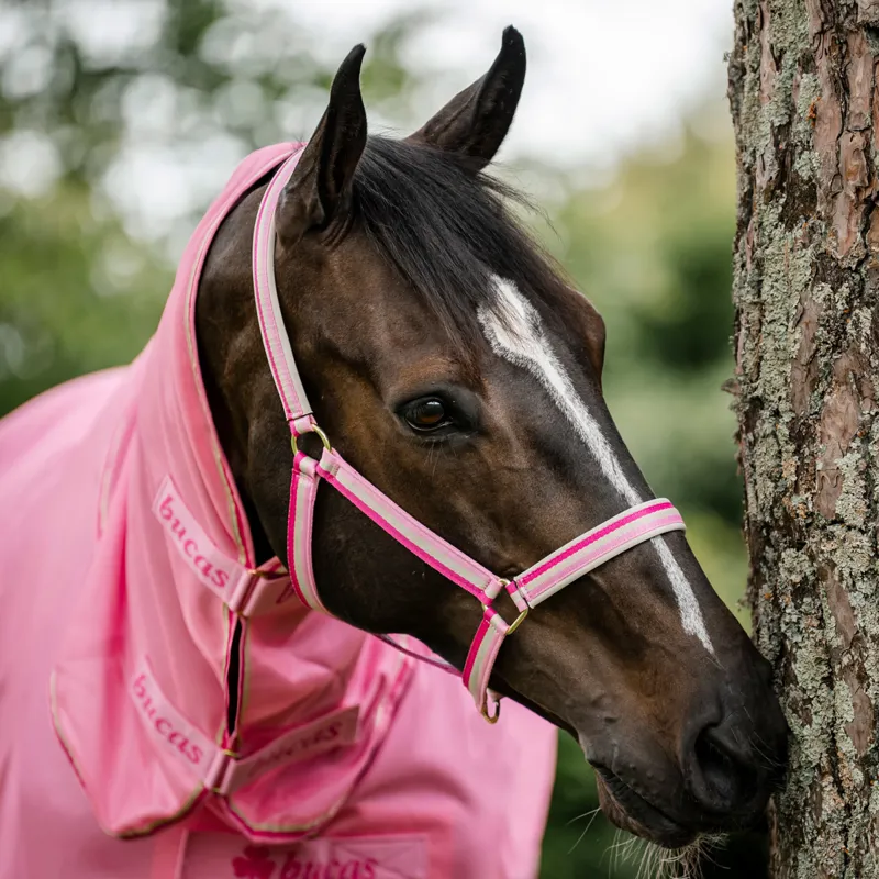 Bucas Dublin Headcollar - Aurora Pink-1