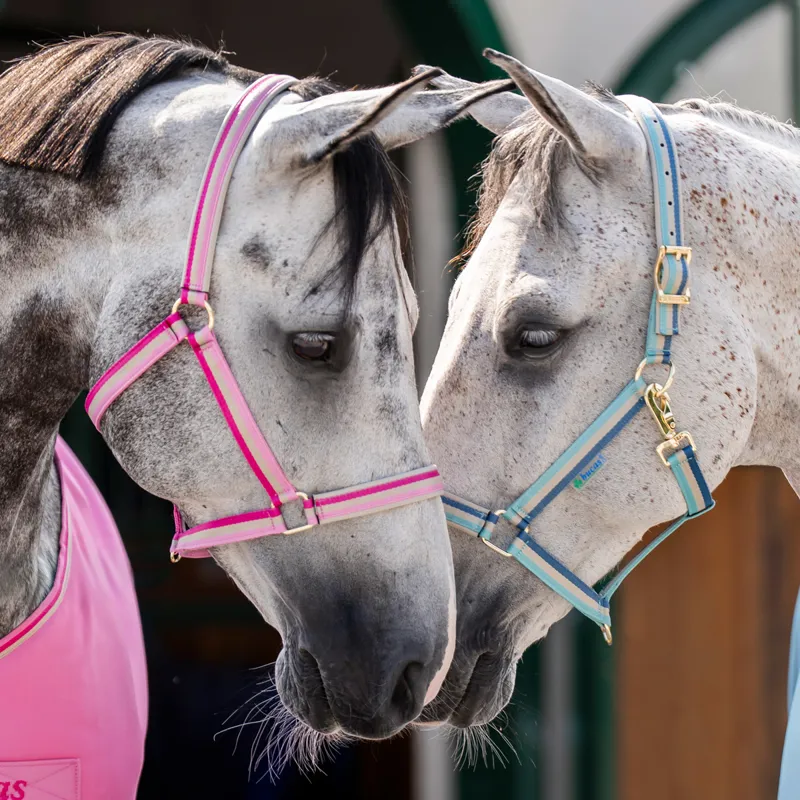 Bucas Dublin Headcollar - Turquoise-3