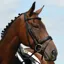 Collegiate Syntovia+ Padded Raised Flash Bridle with Reins - Black