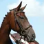 Collegiate Syntovia+ Padded Raised Flash Bridle with Reins - Brown