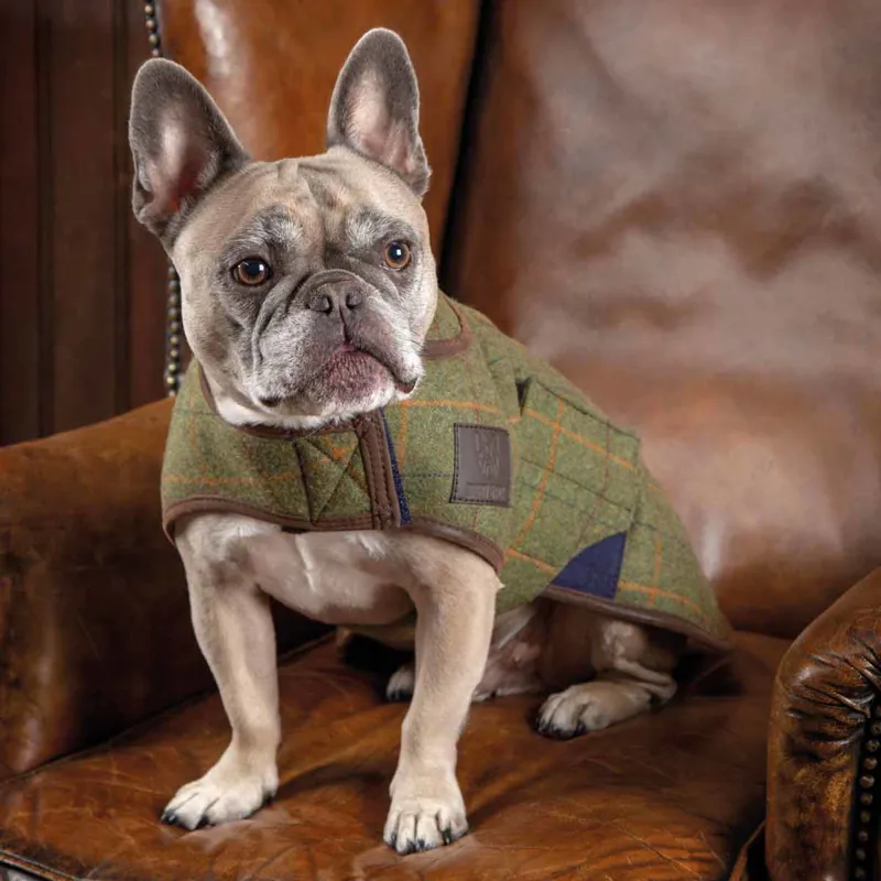 Digby and Fox Tweed Dog Coat - Red/Yellow/Blue Check
