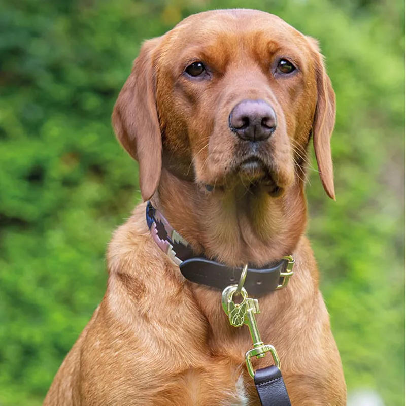 Digby and Fox Drover Polo Dog Collar - Pink/Natural/Navy-1
