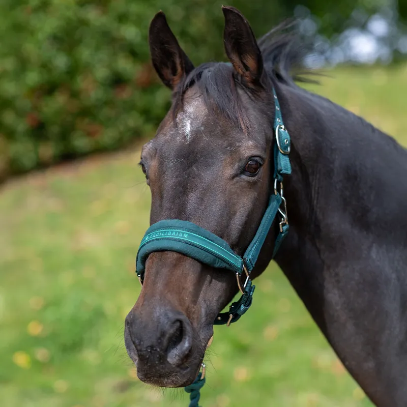 Equilibrium Stellar Style Safety Headcollar - Green-1