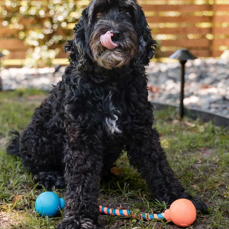 GURU Squeaking Rope Dog Toy-8