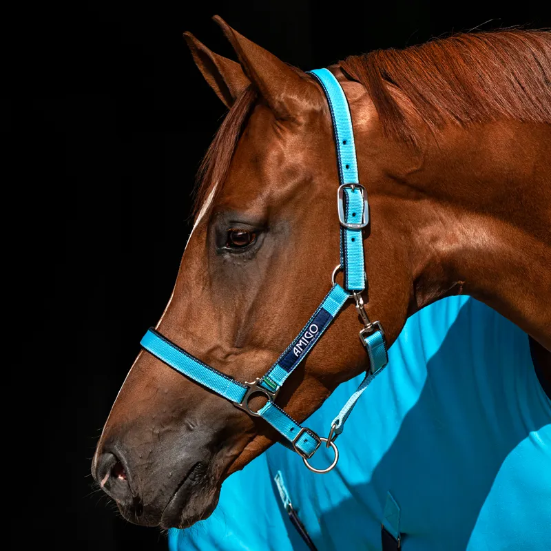 Amigo Headcollar - Delphinium Blue/Navy