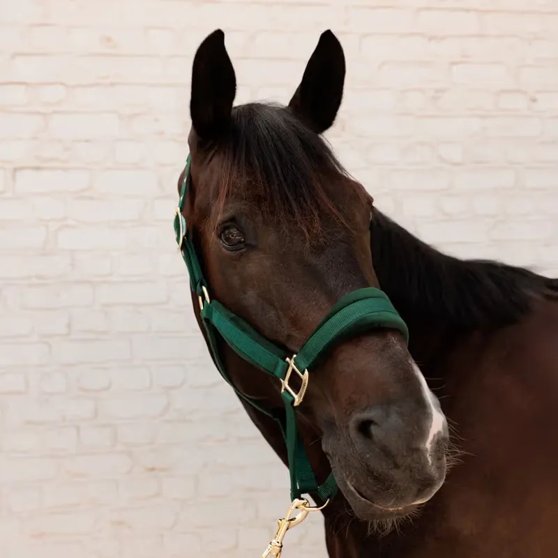 Kentucky Velvet Headcollar - Pine Green