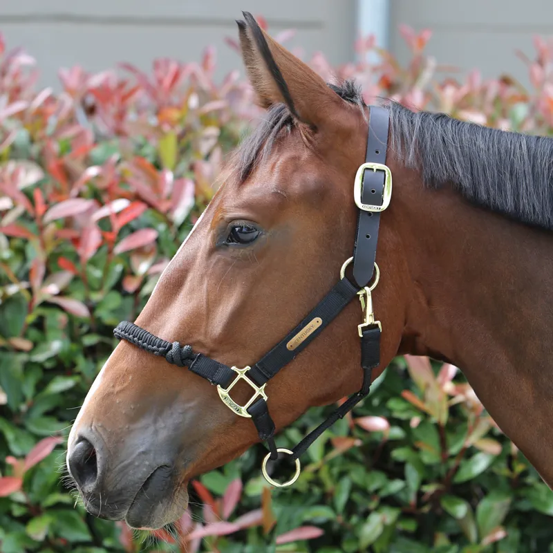 Kentucky Control Headcollar - Black