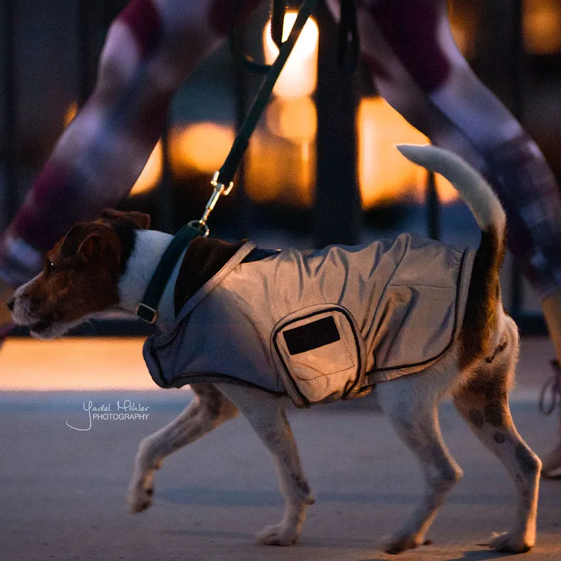 Kentucky Reflective Dog Coat - Silver-4