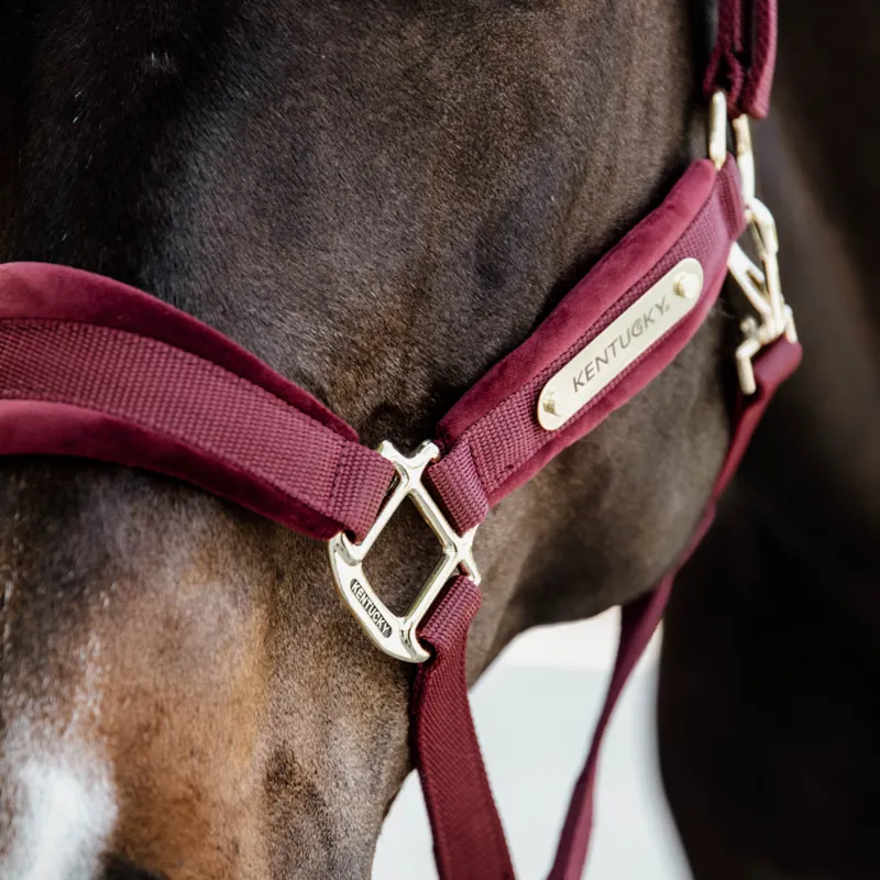 Kentucky Velvet Headcollar - Bordeaux-2