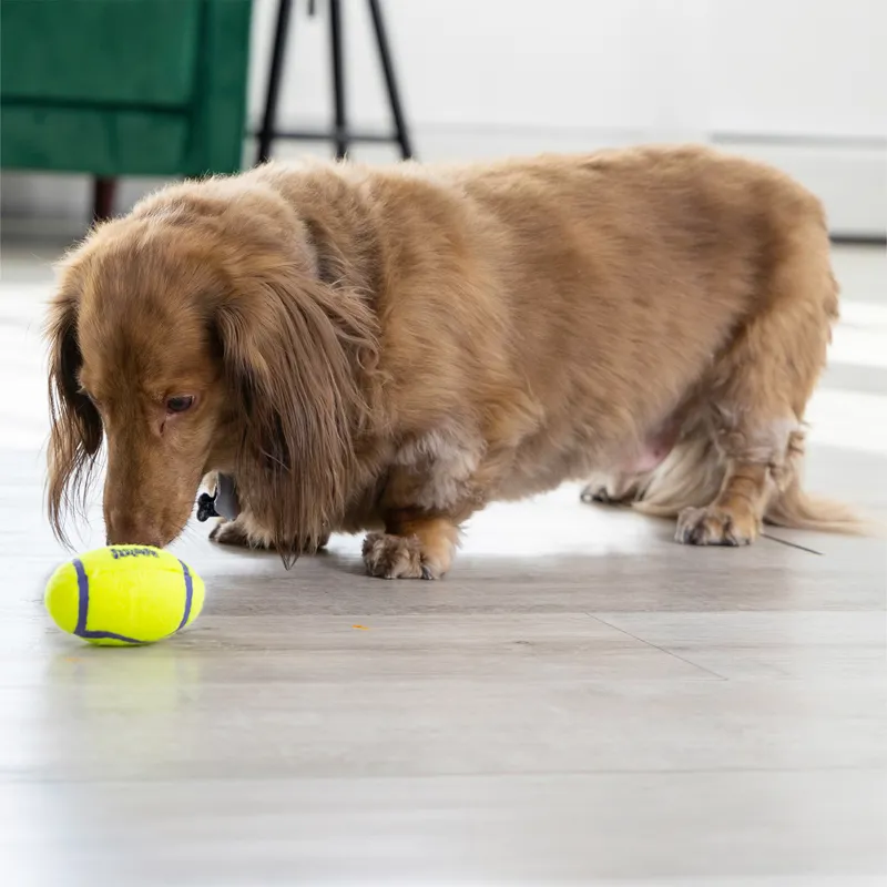 KONG AirDog Football-1