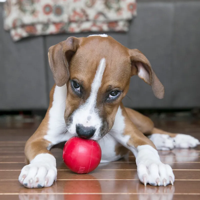 KONG Ball with Hole - Red-7