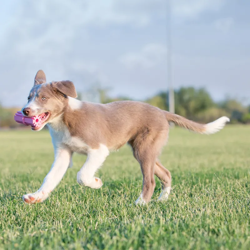 KONG Puppy Teething Stick-3