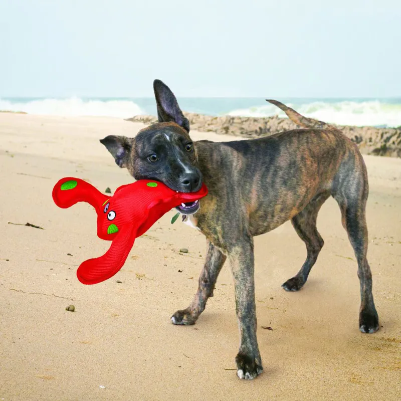 KONG Belly Flops - Lobster-1