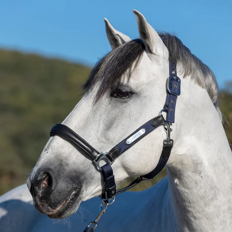 LeMieux Capella Leather Headcollar - Navy/Black-1