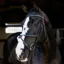 LeMieux Arika Anatomic Grackle Bridle - Black/Silver