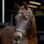 LeMieux Arika Anatomic Drop Bridle - Brown/Silver