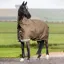 LeMieux Arika Ripstop 600D 50g Detachable Neck Turnout Rug - Alpine
