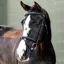 LeMieux Arika Classique Flash Bridle - Black/Silver