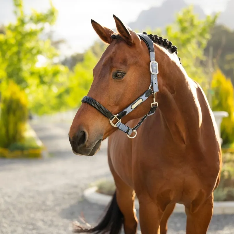 LeMieux Capella Leather Headcollar - Powder Blue -1