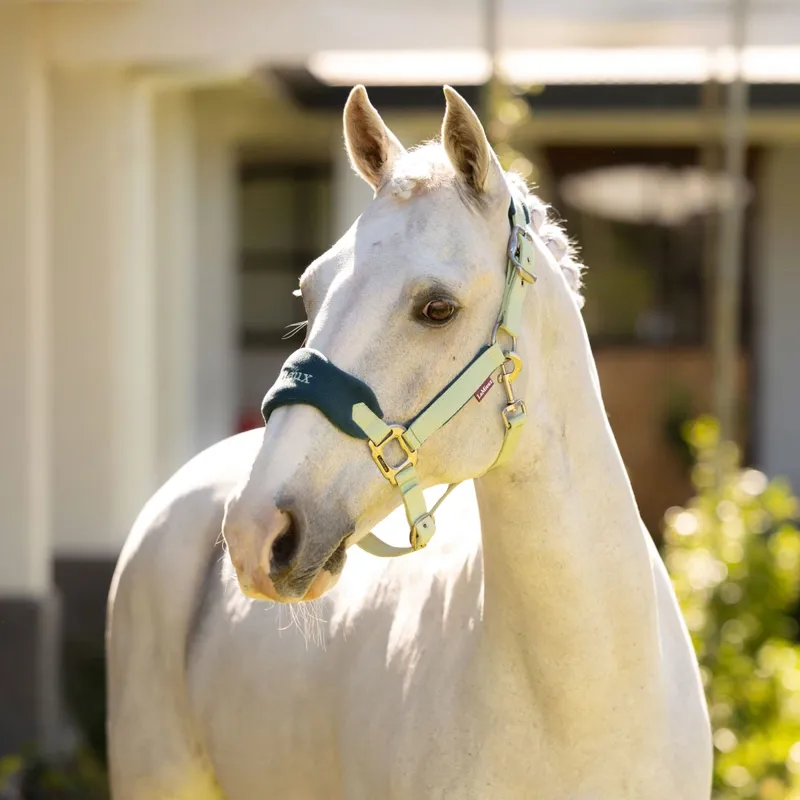 LeMieux Vogue Headcollar and Leadrope Set - Macaron-1