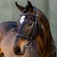 LeMieux Arika Classique Cavesson Bridle - Brown/Silver