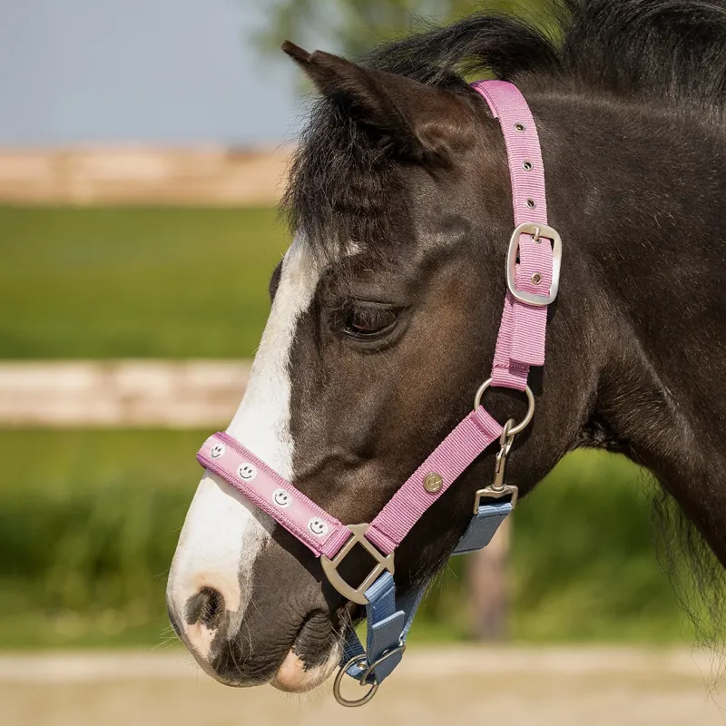 QHP Rosalynn Headcollar - Pink/Blue-2