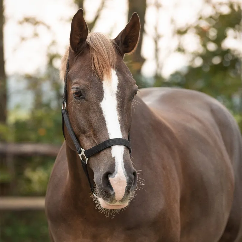 QHP Q Essentials Slide Headcollar - Black-1