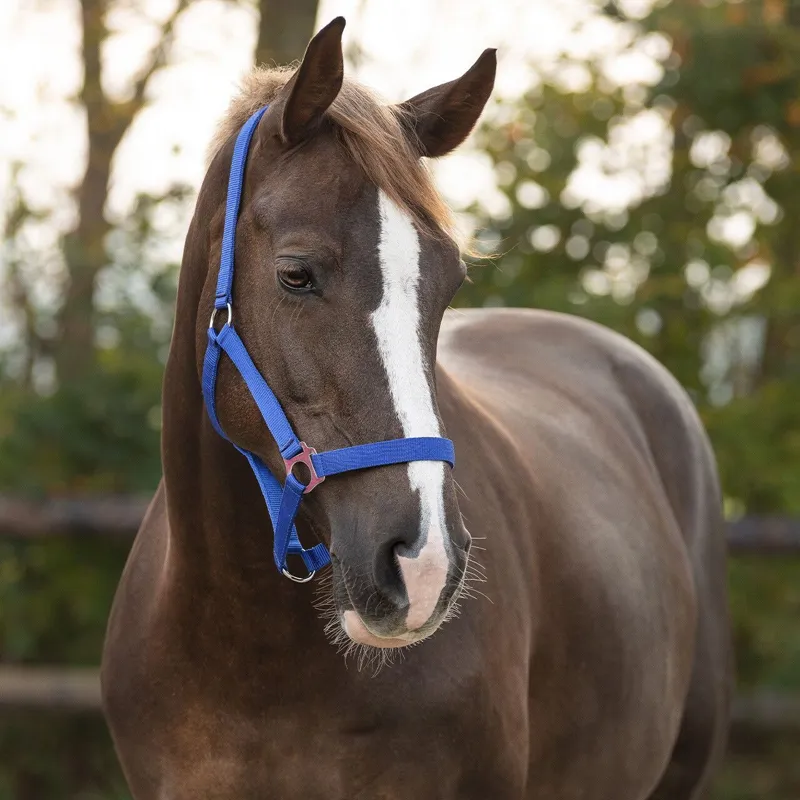 QHP Q Essentials Slide Headcollar - Royal Blue-1