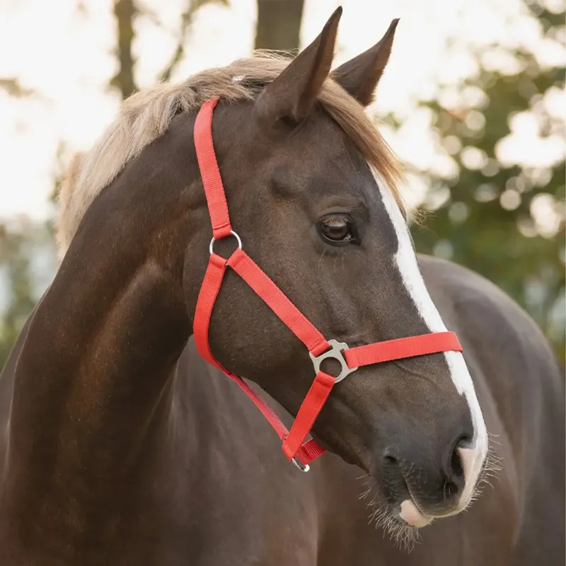 QHP Q Essentials Slide Headcollar - Bright Red-1